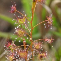 Drosera lunata Buch.-Ham. ex DC.